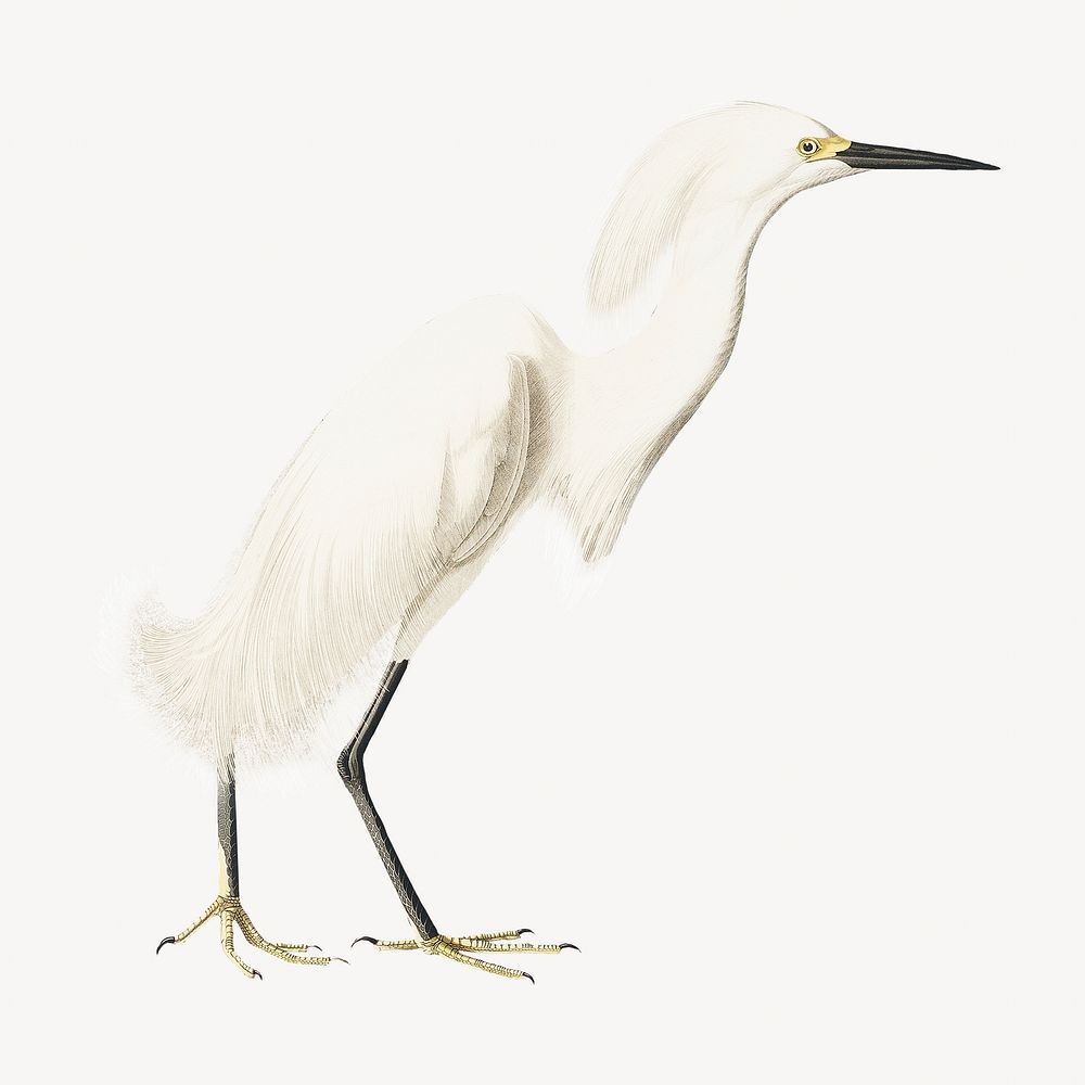 Snowy heron bird, vintage animal illustration