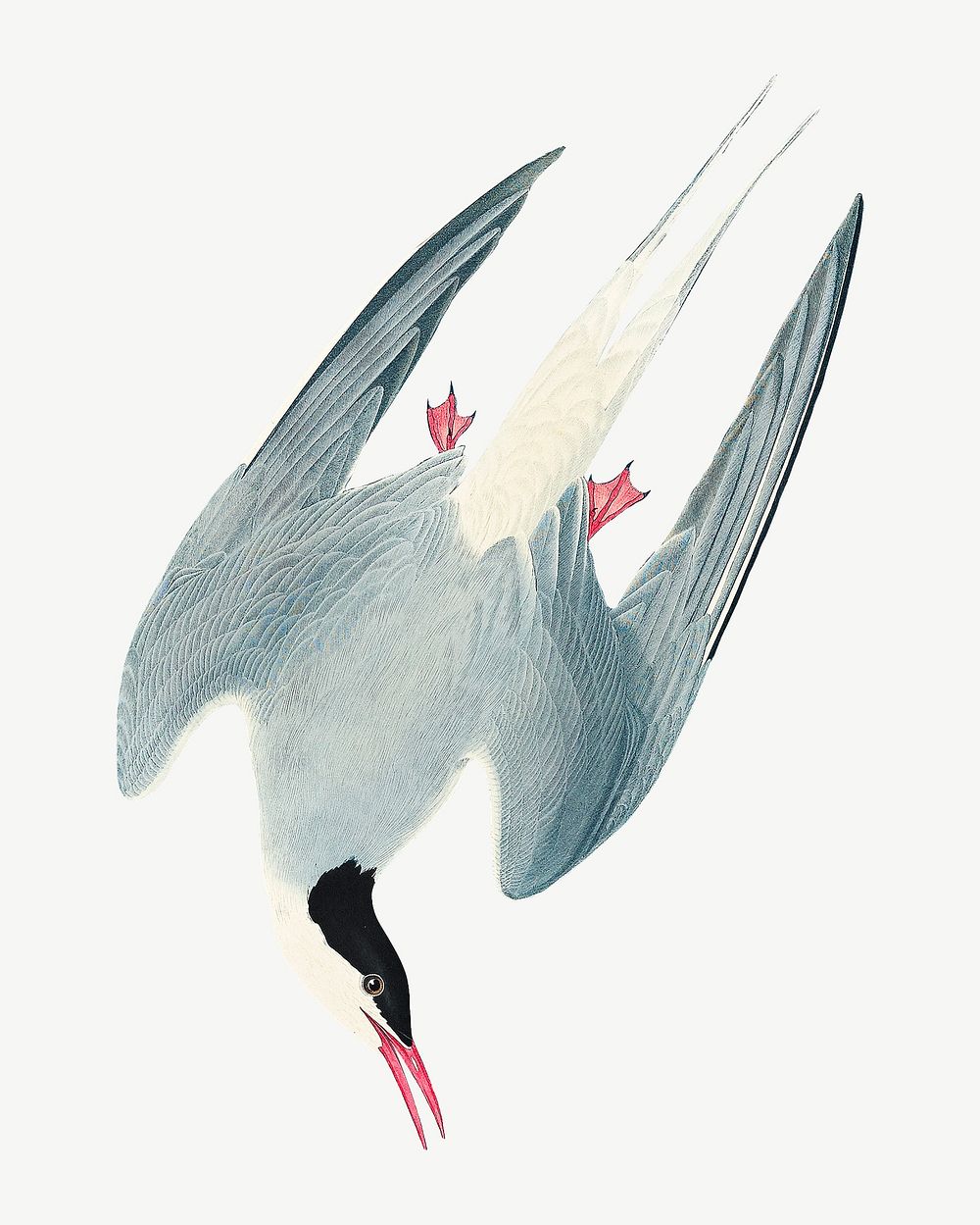 Arctic tern bird, vintage animal collage element psd