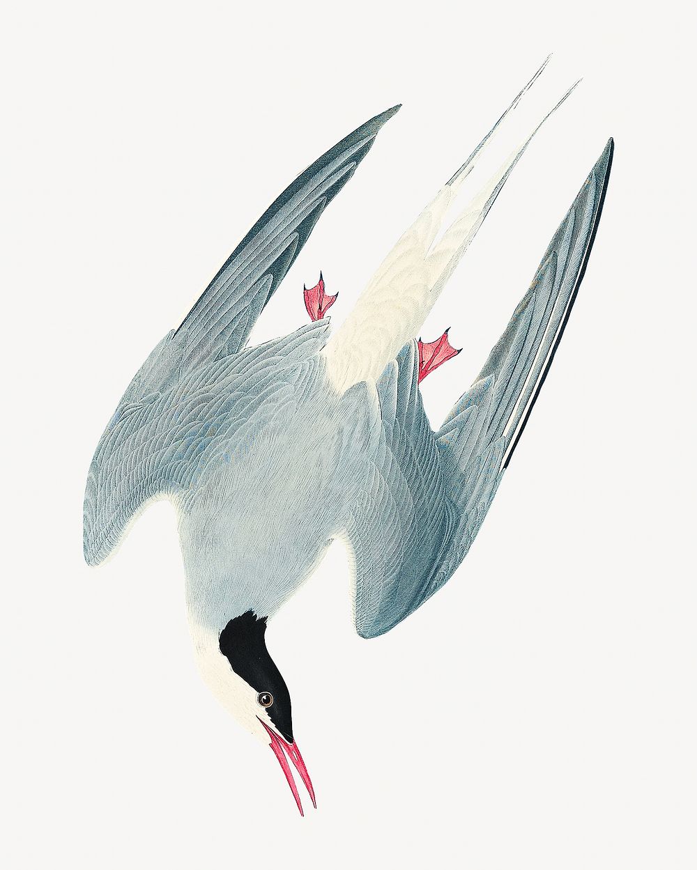 Arctic tern bird, vintage animal illustration