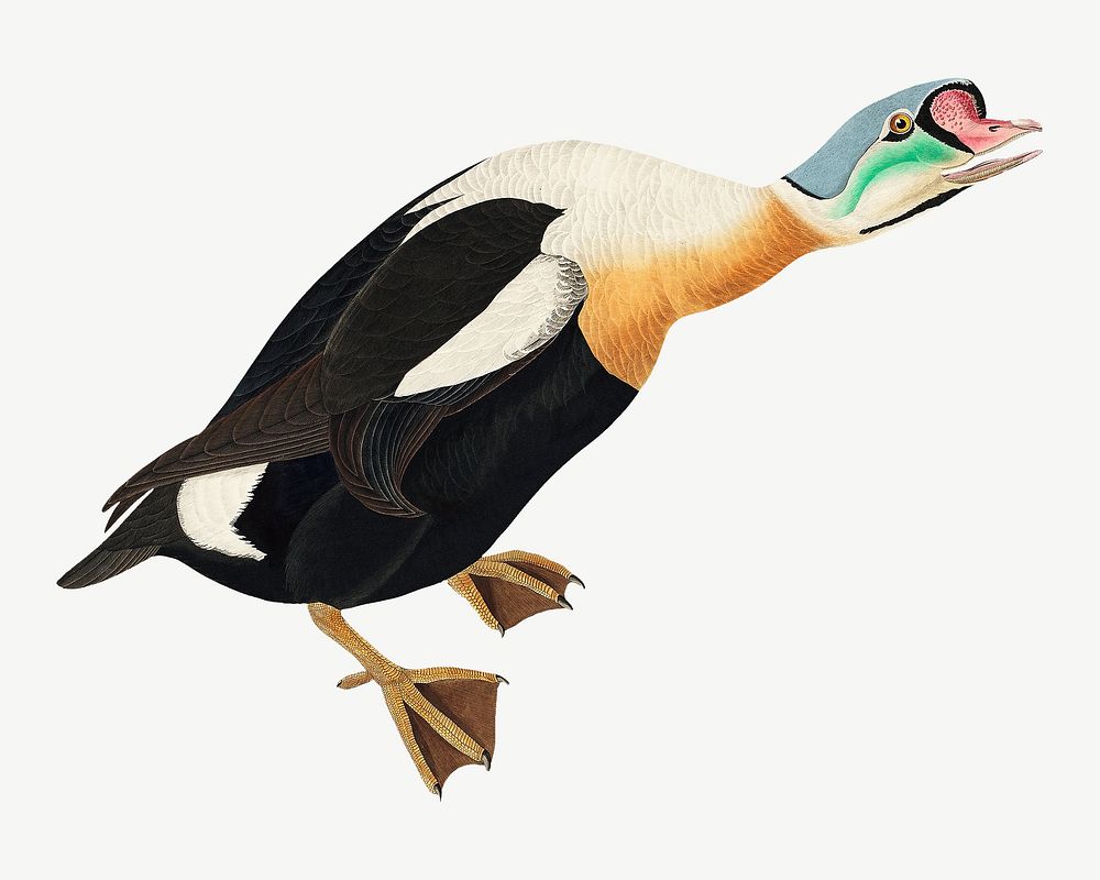 King duck bird, vintage animal collage element psd