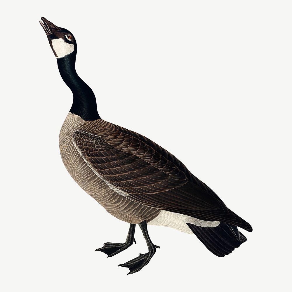 Hutchins's barnacle goose bird, vintage animal collage element psd