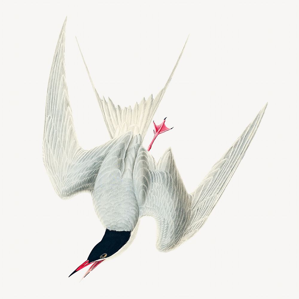 Great tern bird, vintage animal illustration