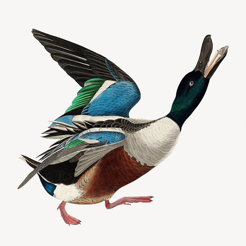 Shoveller duck bird, vintage animal illustration