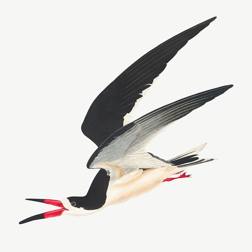 Black skimmer bird, vintage animal collage element psd