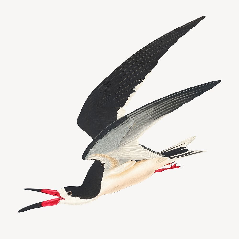 Black skimmer bird, vintage animal illustration