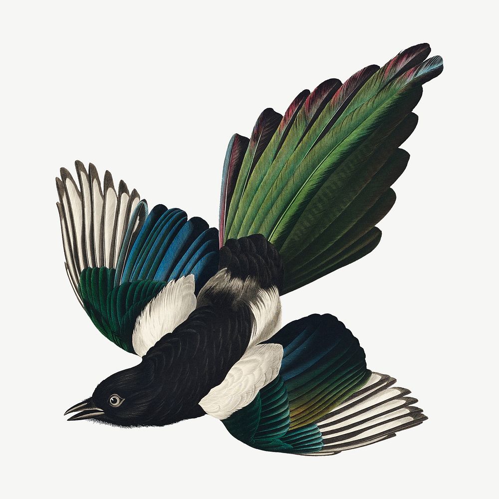 American magpie bird, vintage animal collage element psd