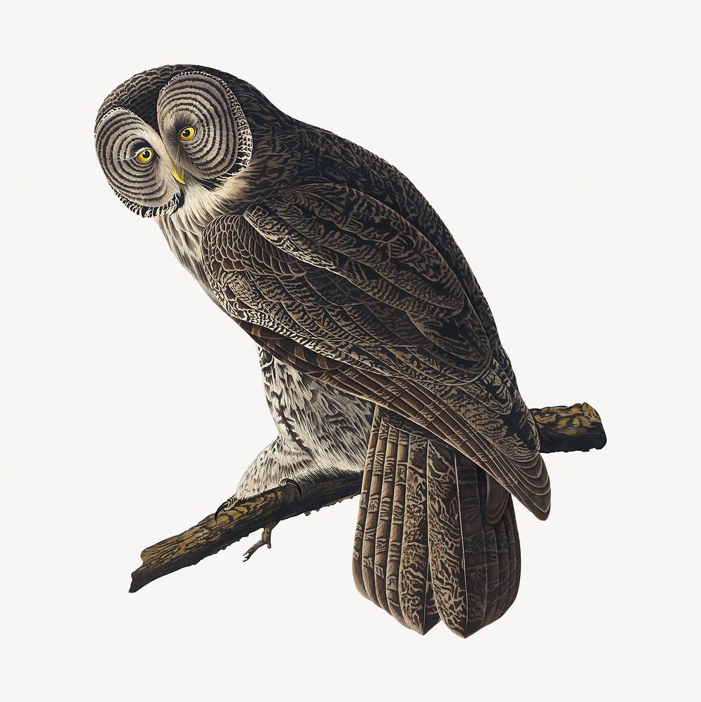 Great cinereous owl bird, vintage animal illustration