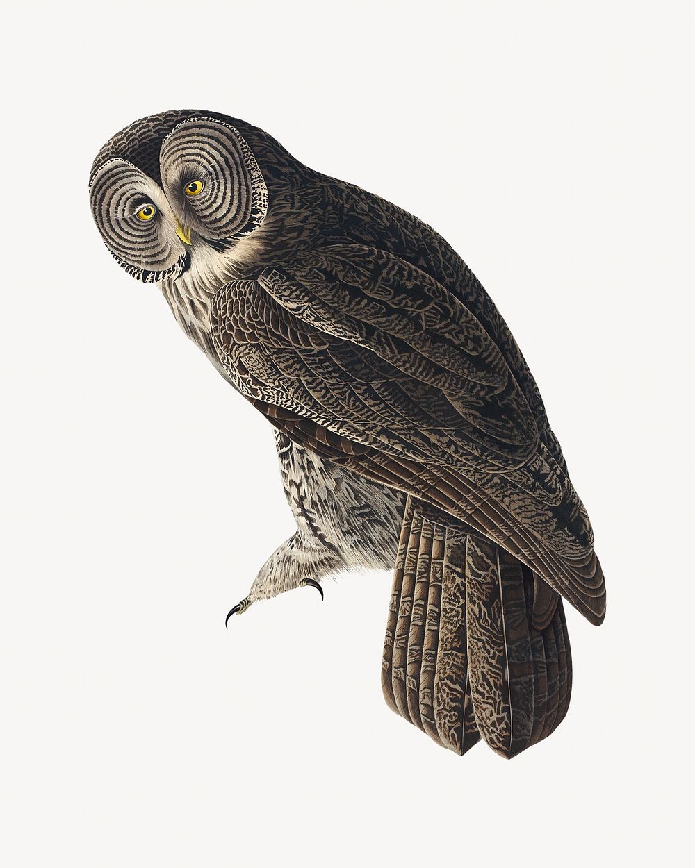 Great cinereous owl bird, vintage animal illustration