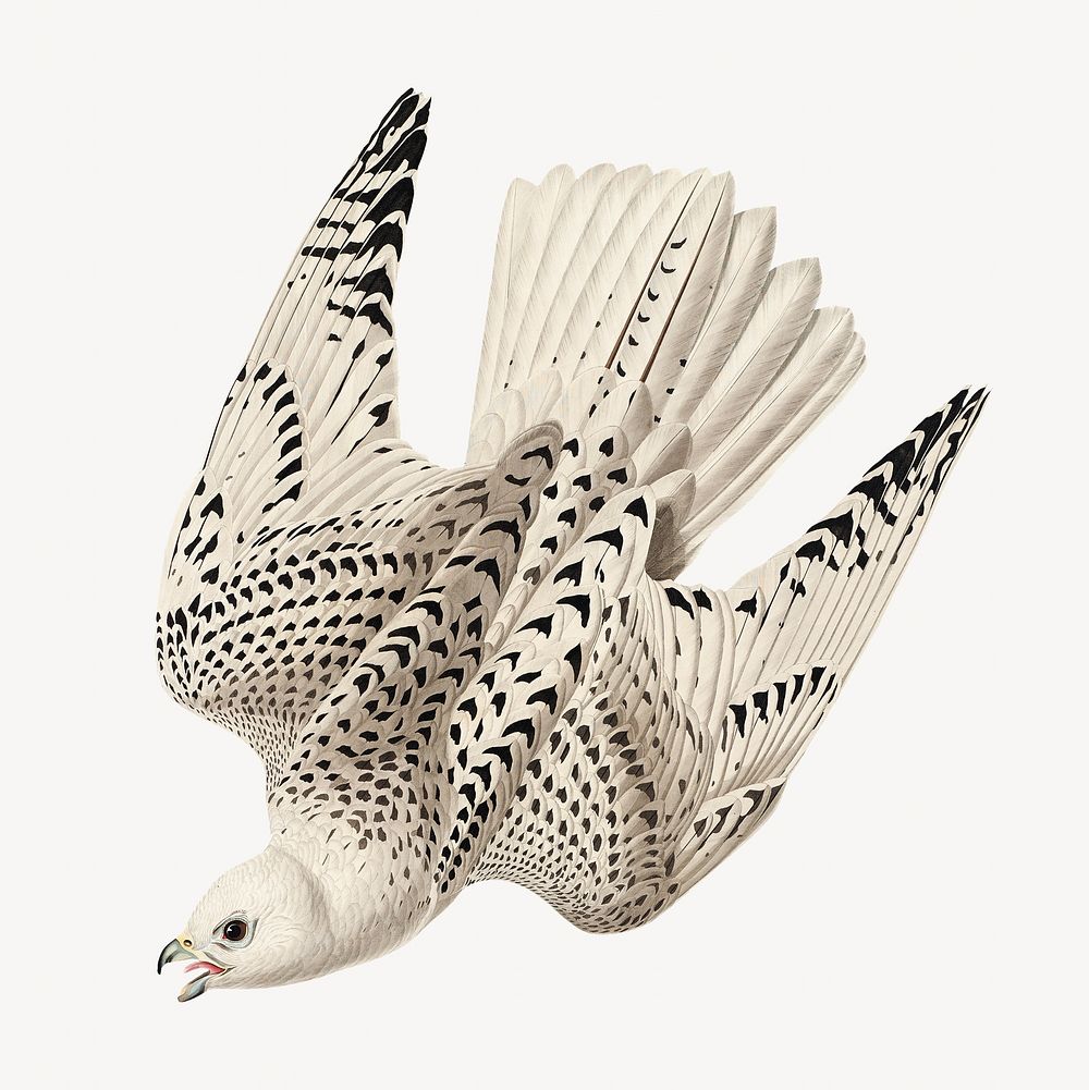 Jer falcon bird, vintage animal illustration