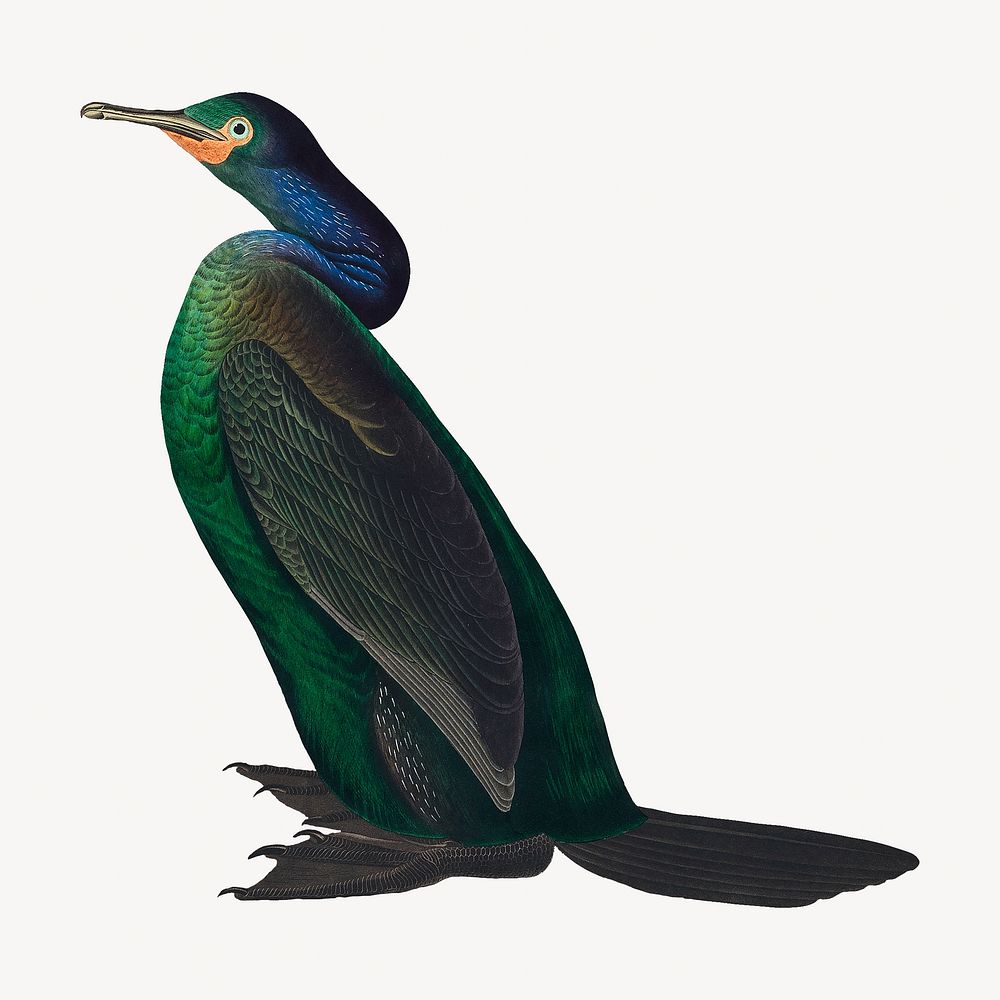 Violet-green cormorant bird, vintage animal illustration