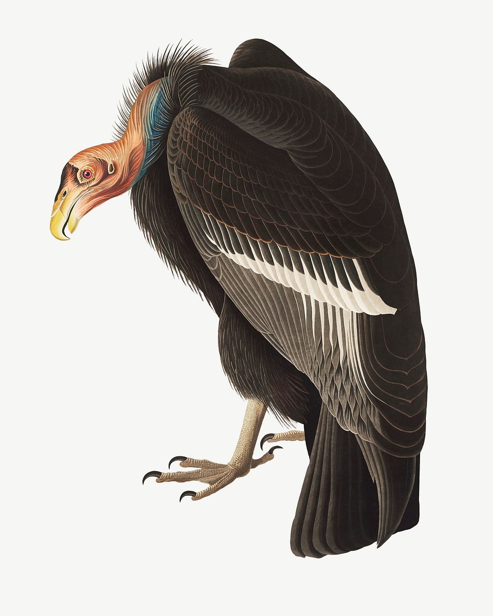 Californian vulture bird, vintage animal collage element psd