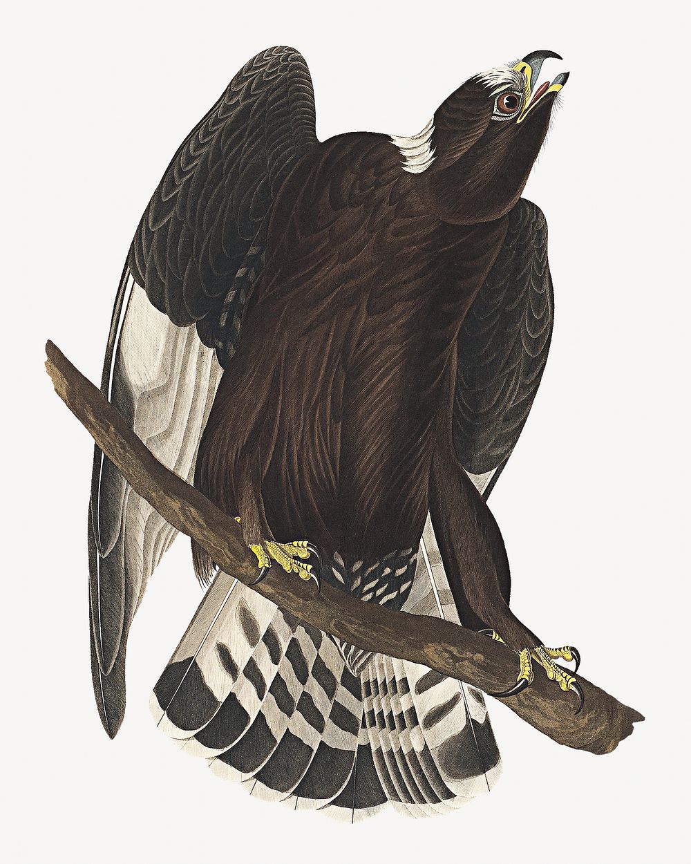 Rough-legged falcon bird, vintage animal illustration