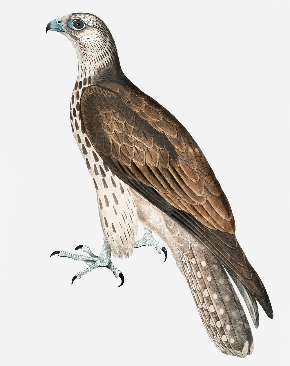 Cherrug falcon vintage bird collage element psd