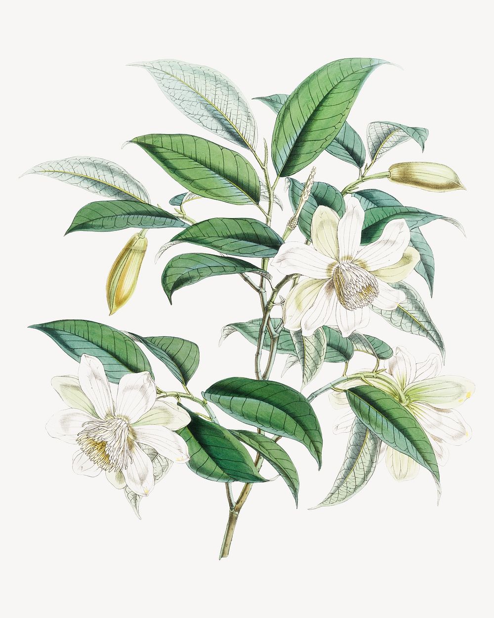 Michelia Cathcartii flower, vintage Himalayan plants illustration.  Remixed by rawpixel.