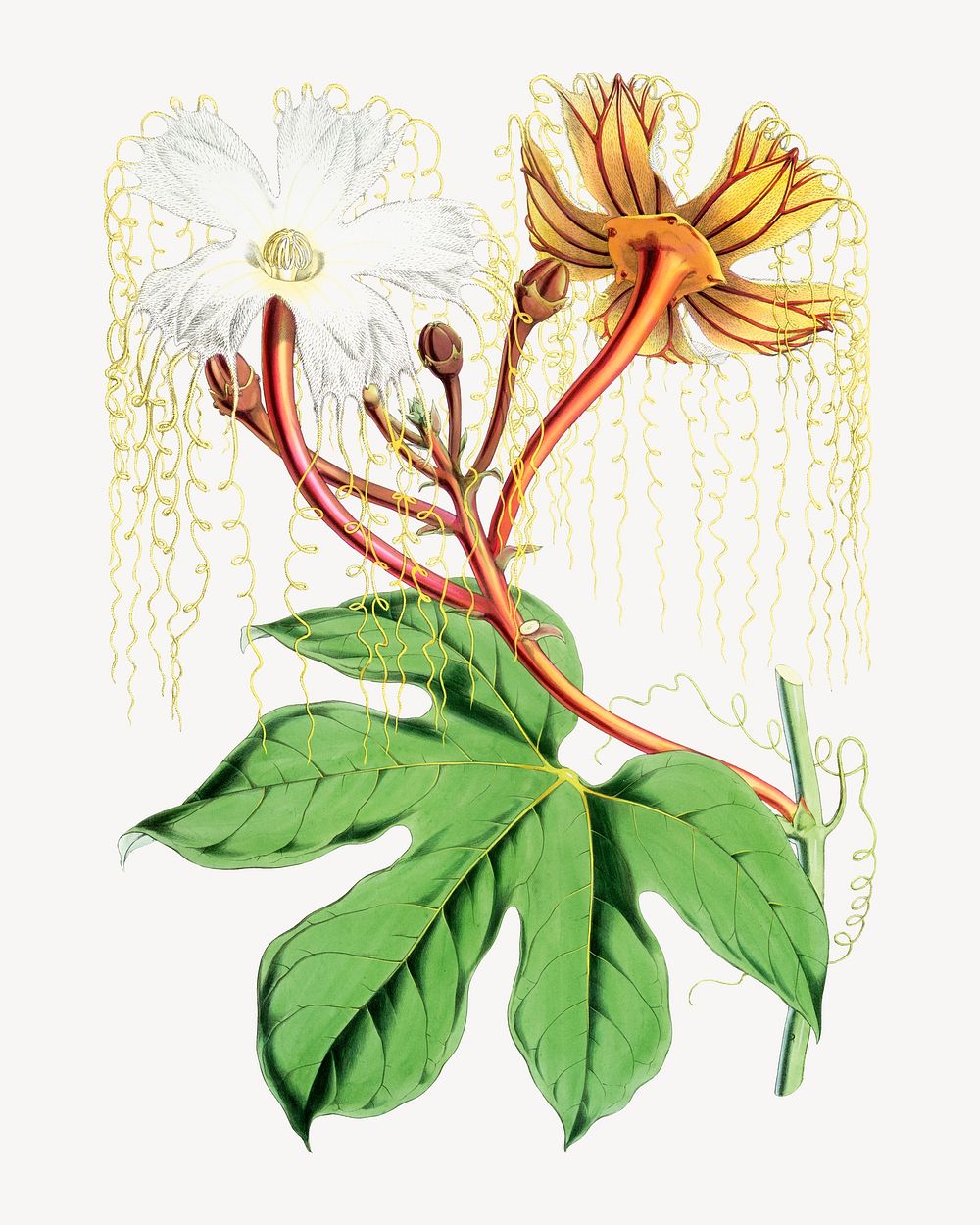 Chinese Lard Seed, vintage Himalayan plants illustration.  Remixed by rawpixel.