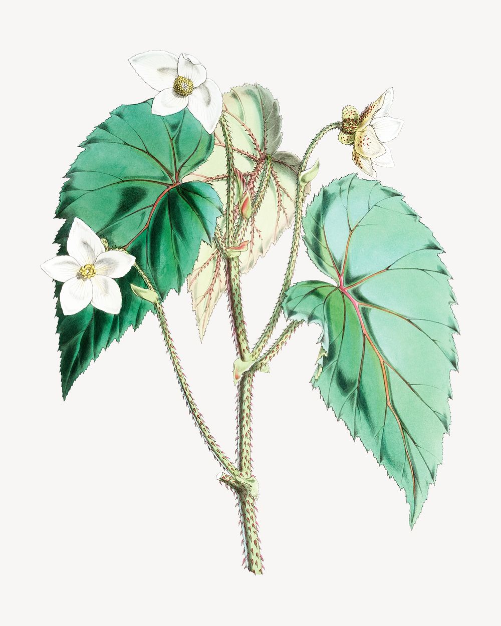 Begonia Cathcartii flower, vintage Himalayan plants illustration.  Remixed by rawpixel.