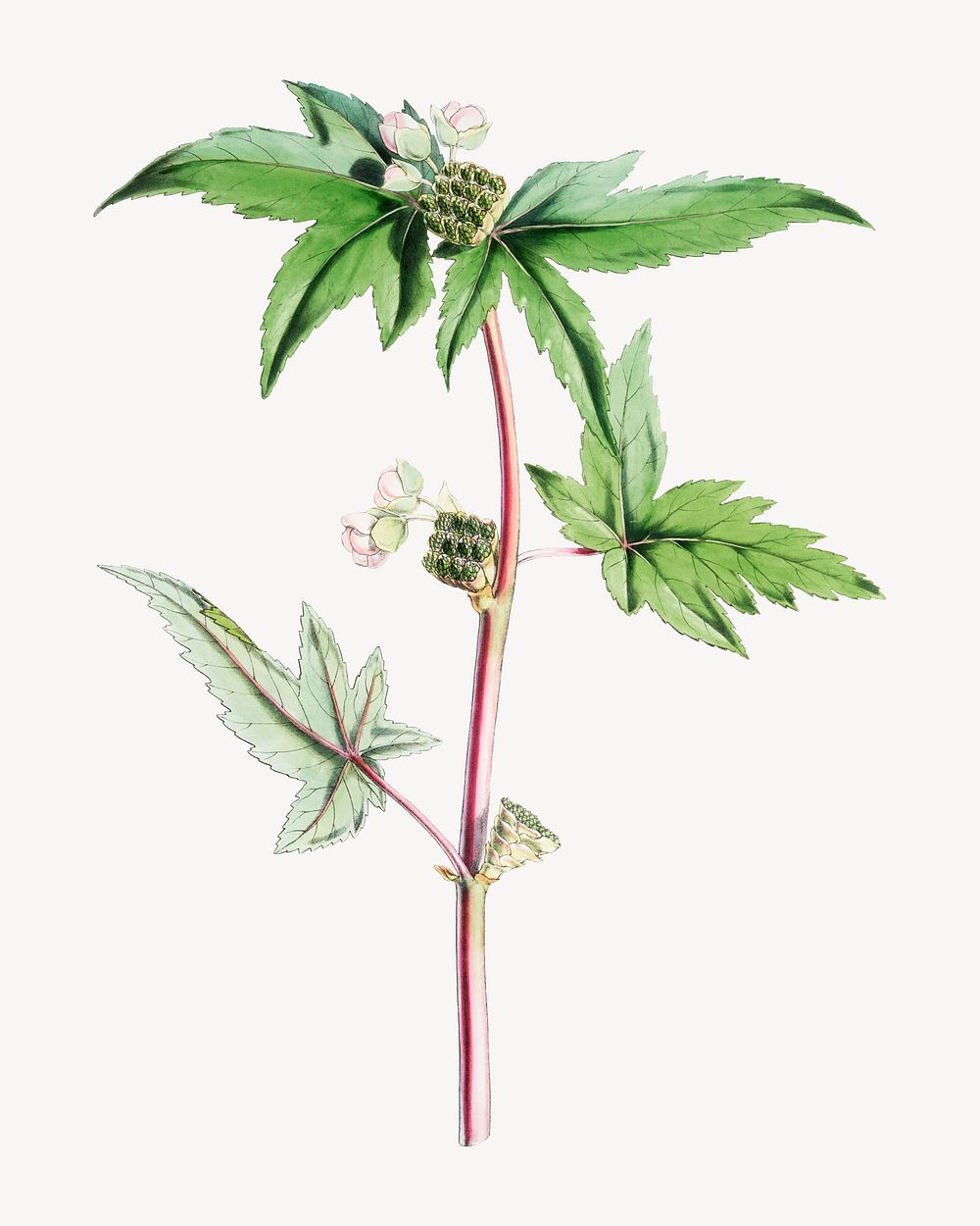 Begonia Gemmipara flower, vintage Himalayan plants illustration.  Remixed by rawpixel.