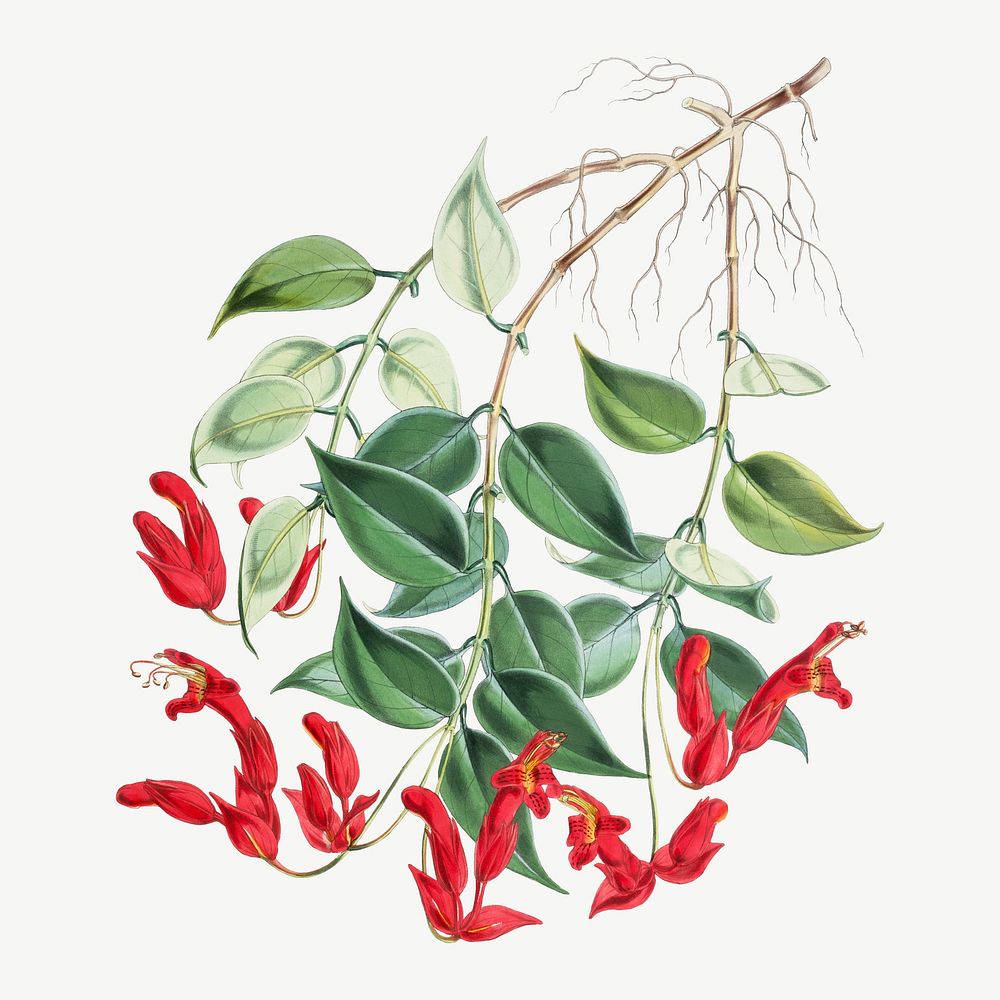 Aeschynanthus Peelii flower psd, vintage Himalayan plants collage element. Remixed by rawpixel.