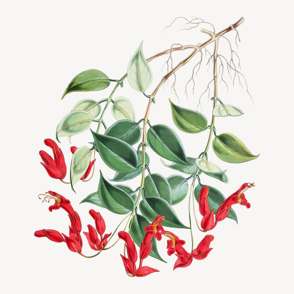 Aeschynanthus Peelii flower, vintage Himalayan plants illustration.  Remixed by rawpixel.