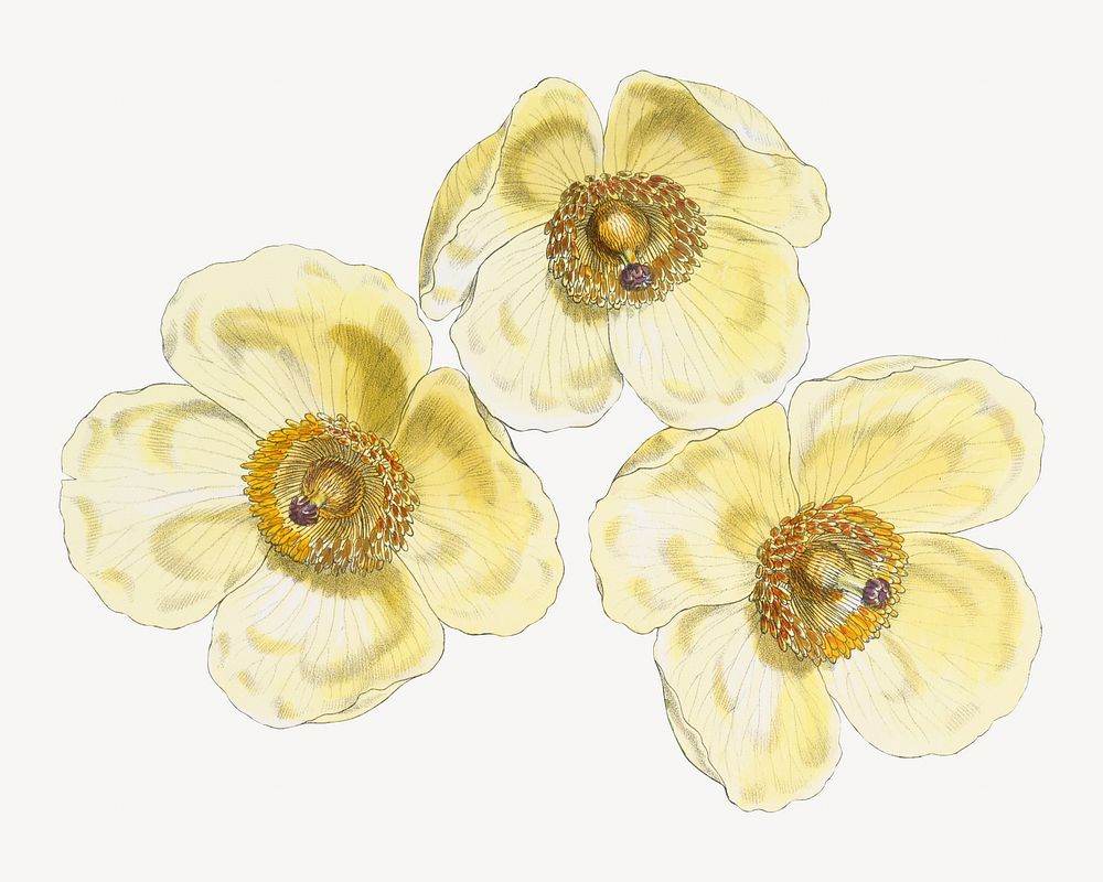 Satin Poppy flower, vintage Himalayan plants illustration.  Remixed by rawpixel.