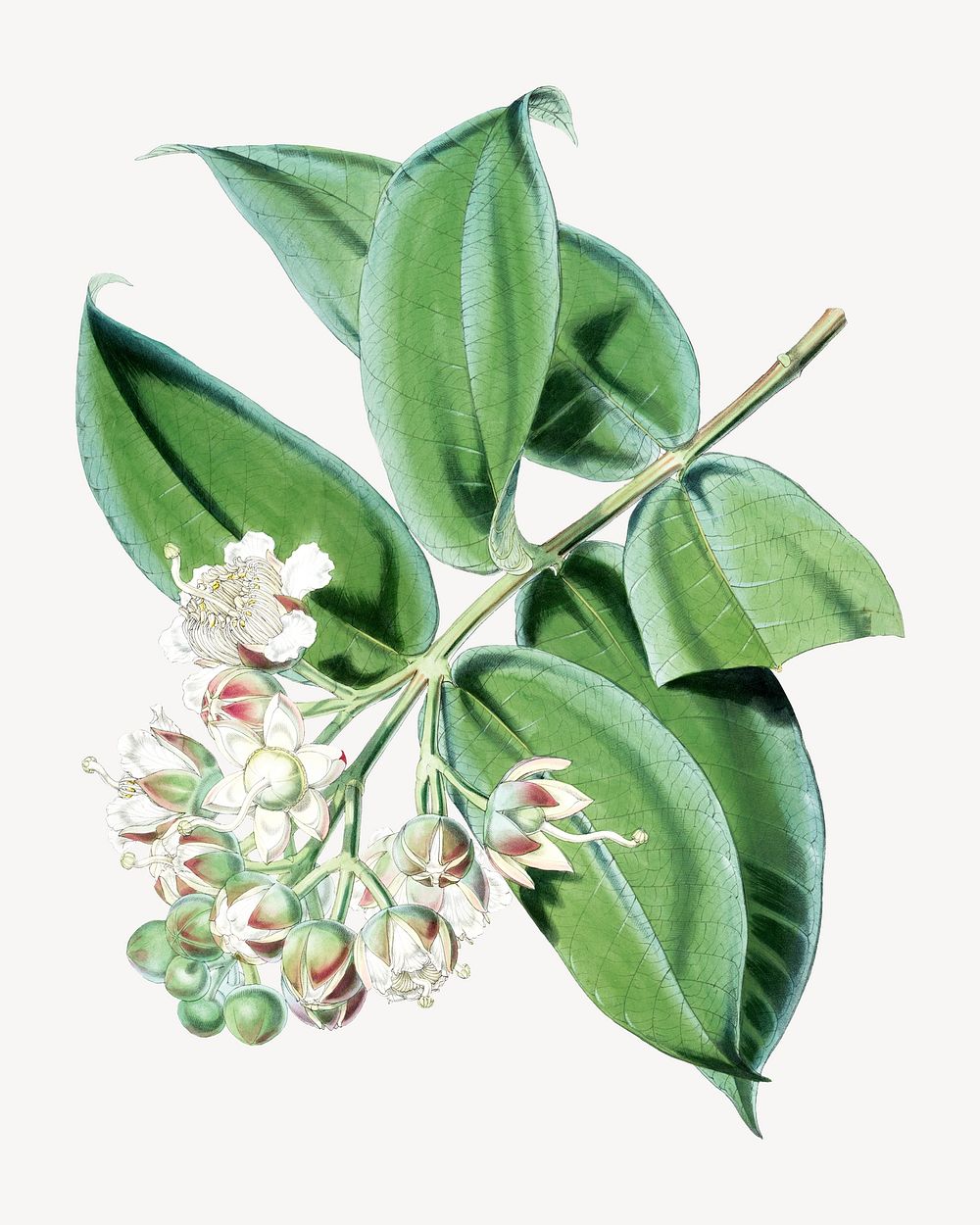 Duabanga Sonneratioides flower, vintage Himalayan plants illustration.  Remixed by rawpixel.
