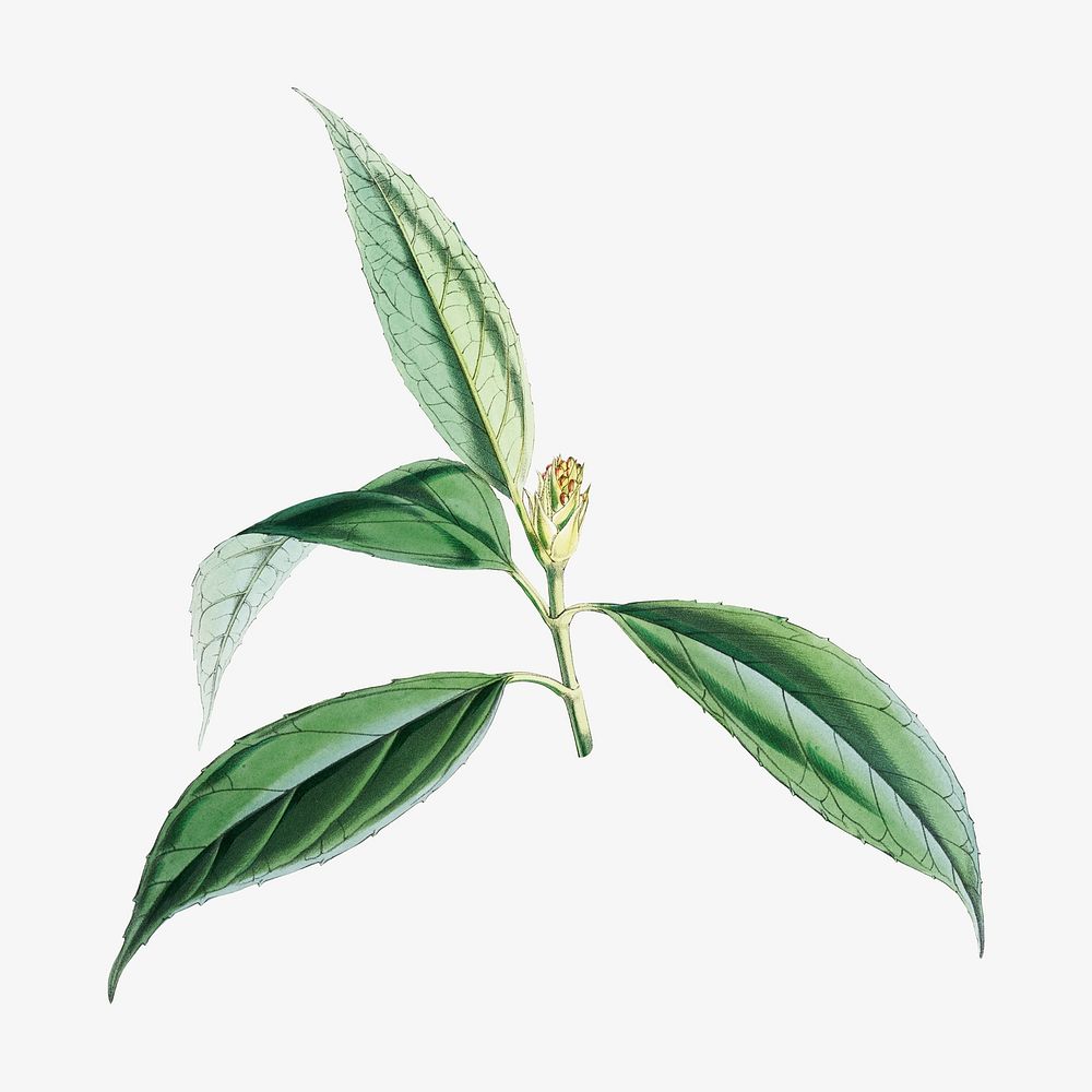 Aucuba Himalaica flower, vintage Himalayan plants illustration.  Remixed by rawpixel.