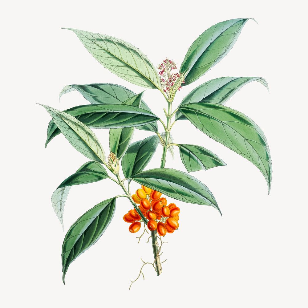 Aucuba Himalaica flower, vintage Himalayan plants illustration.  Remixed by rawpixel.