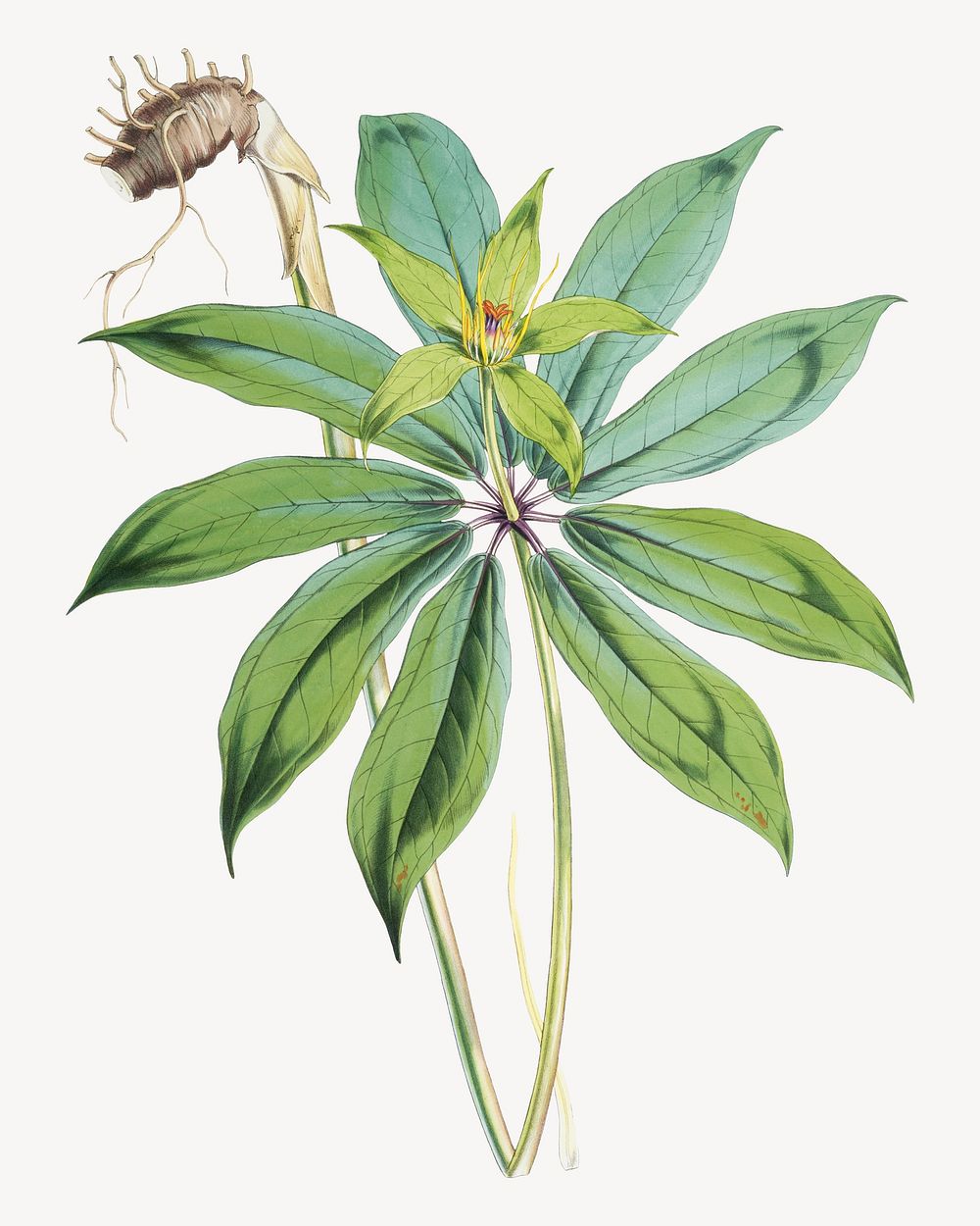 Paris Polyphylla, Smith flower, vintage Himalayan plants illustration.  Remixed by rawpixel.