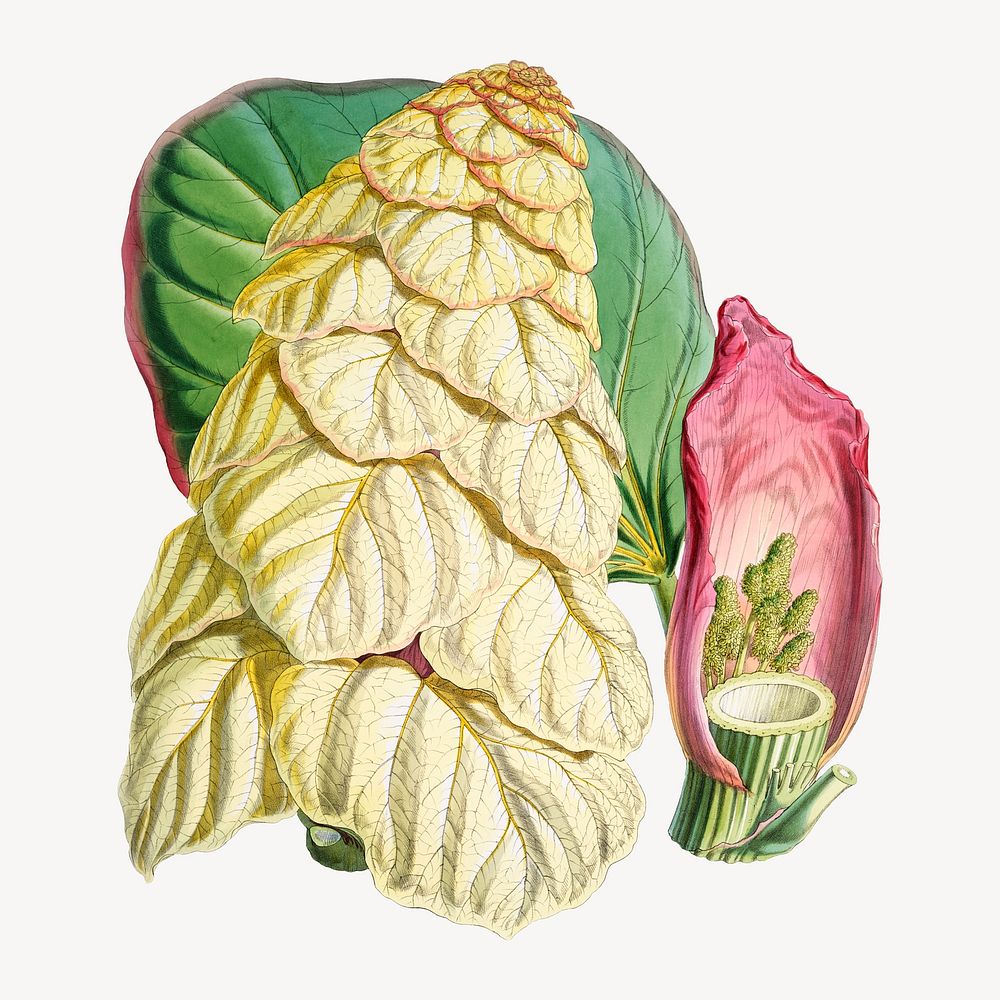Noble rhubarb, vintage Himalayan plants illustration.  Remixed by rawpixel.