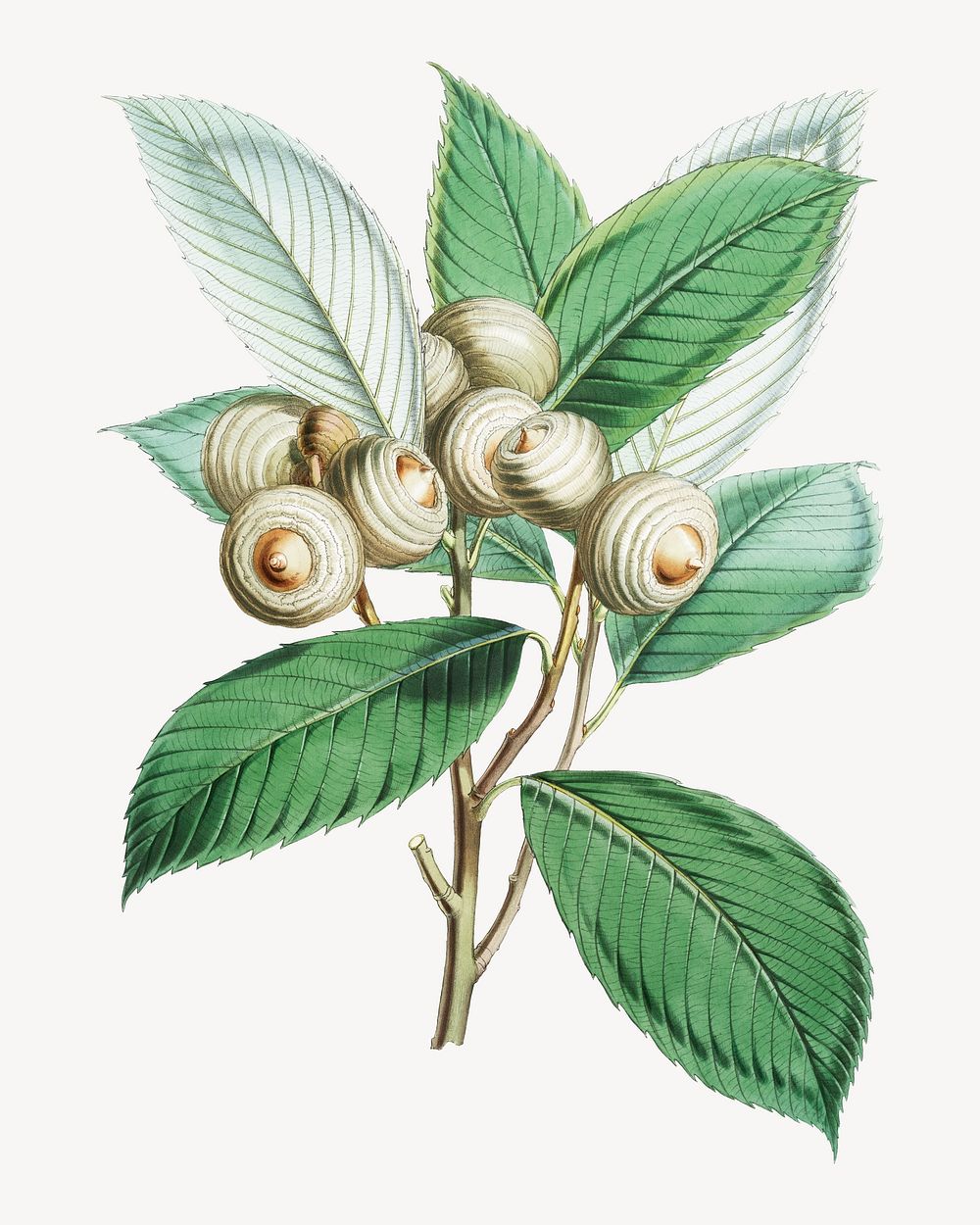 Bull Oak, vintage Himalayan plants illustration. Remixed by rawpixel.