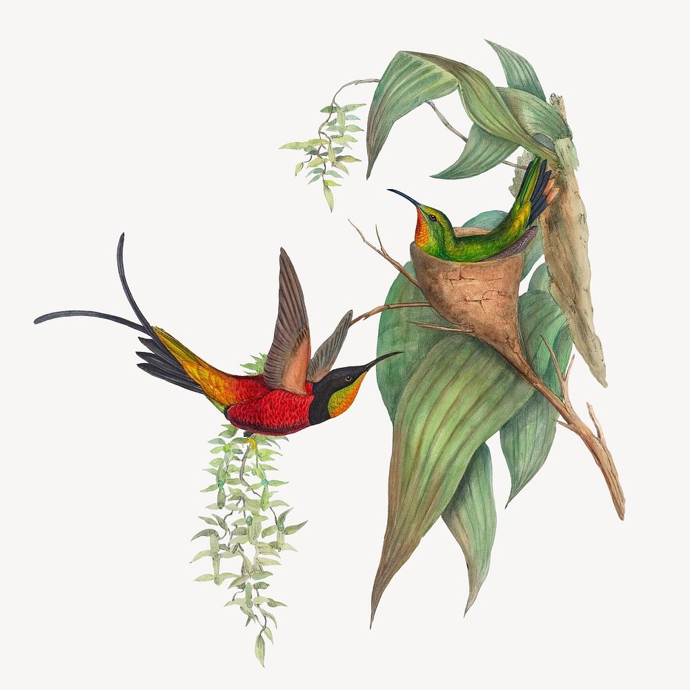 Fairy Topaz bird, vintage animal illustration