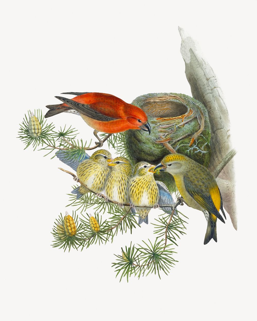 Common Crossbill bird, vintage animal illustration