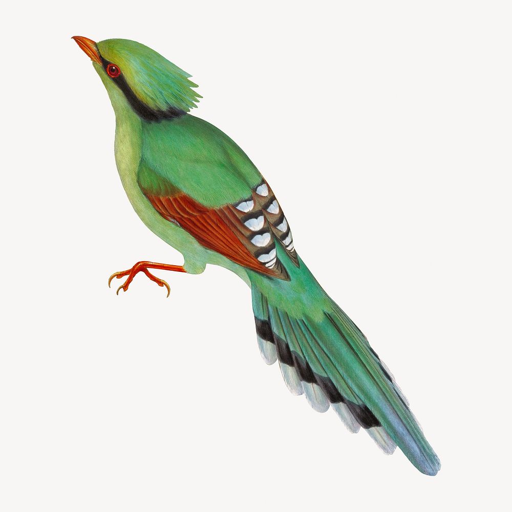 Cissa Venatoria bird, vintage animal illustration
