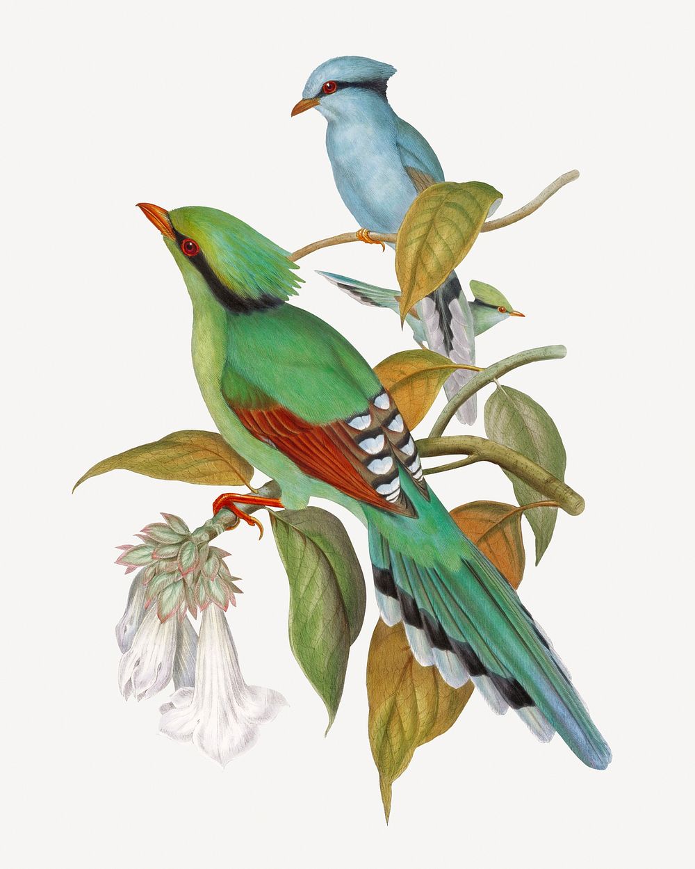 Green Cissa Venatoria bird, vintage animal collage element psd