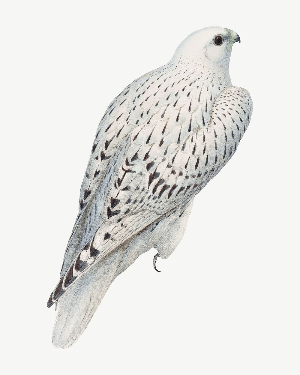 Greenland falcon bird, vintage animal collage element psd