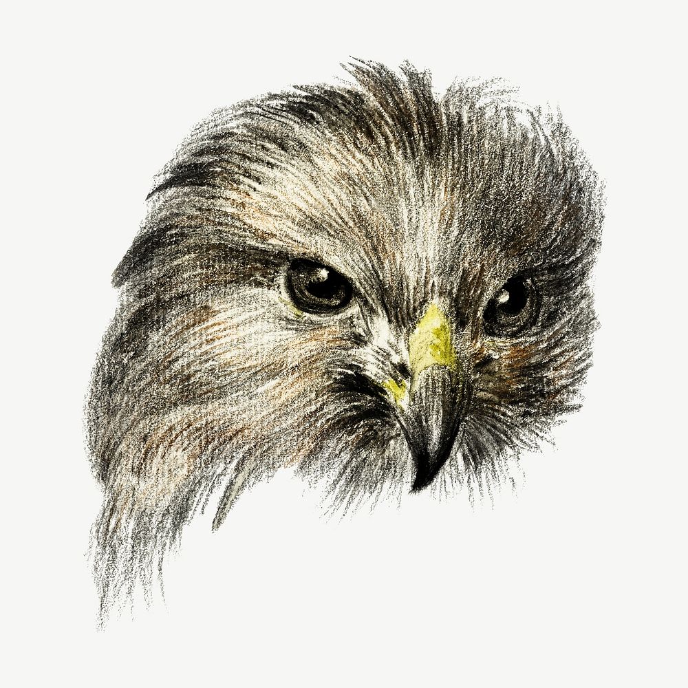 Hawk's head portrait bird, vintage animal collage element psd