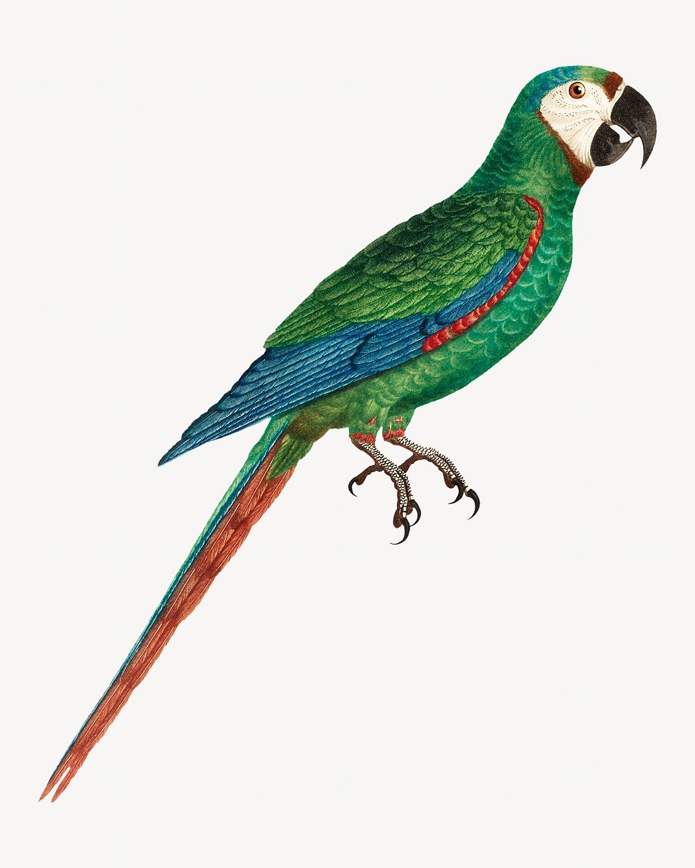 Blue-winged macaw parrot bird, vintage animal illustration