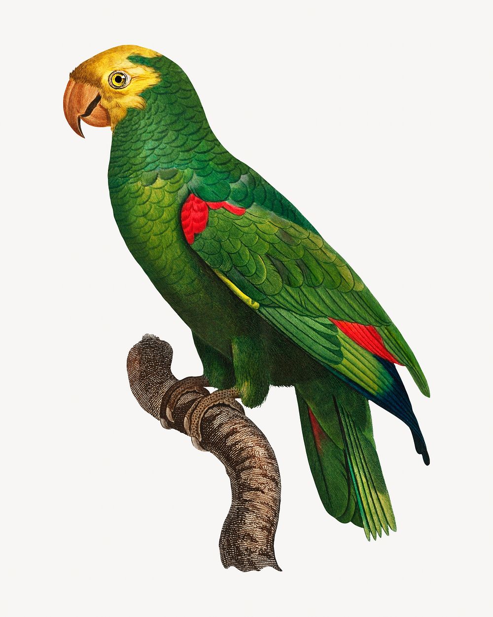 Yellow-crowned Amazon parrot bird, vintage animal illustration