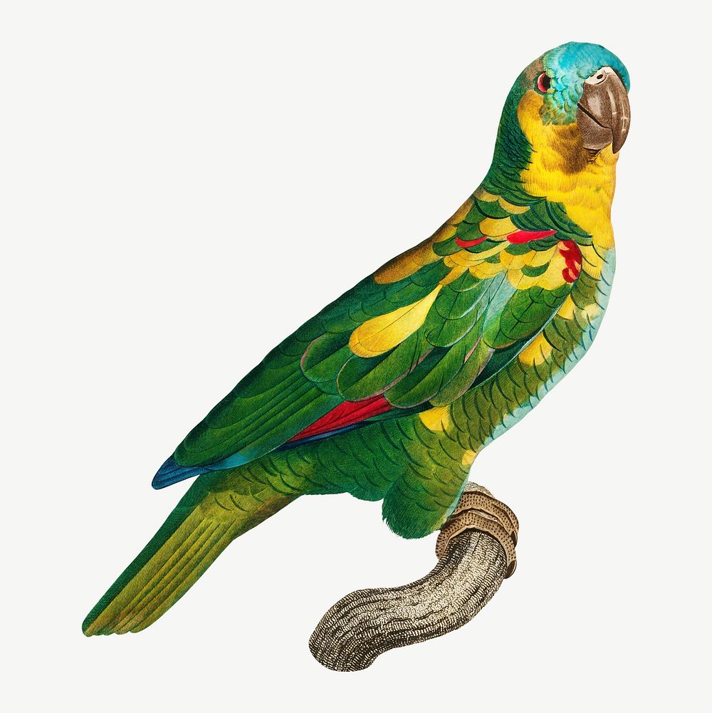 Turquoise-fronted Amazon parrot bird, vintage animal collage element psd
