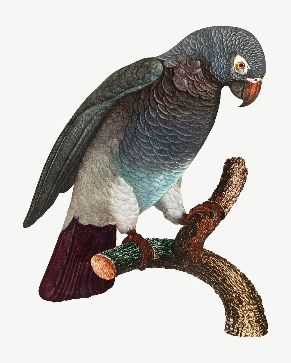 Grey parrot bird, vintage animal collage element psd