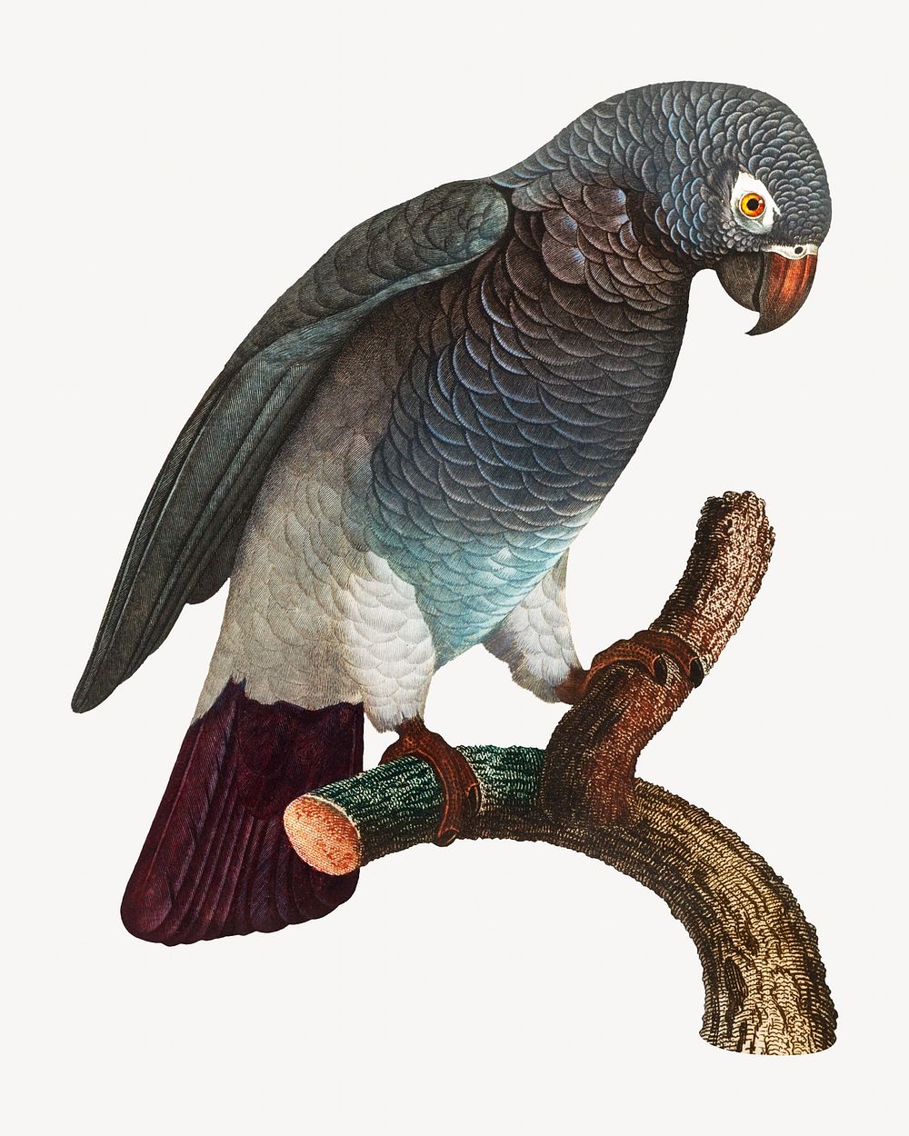 Grey parrot bird, vintage animal illustration