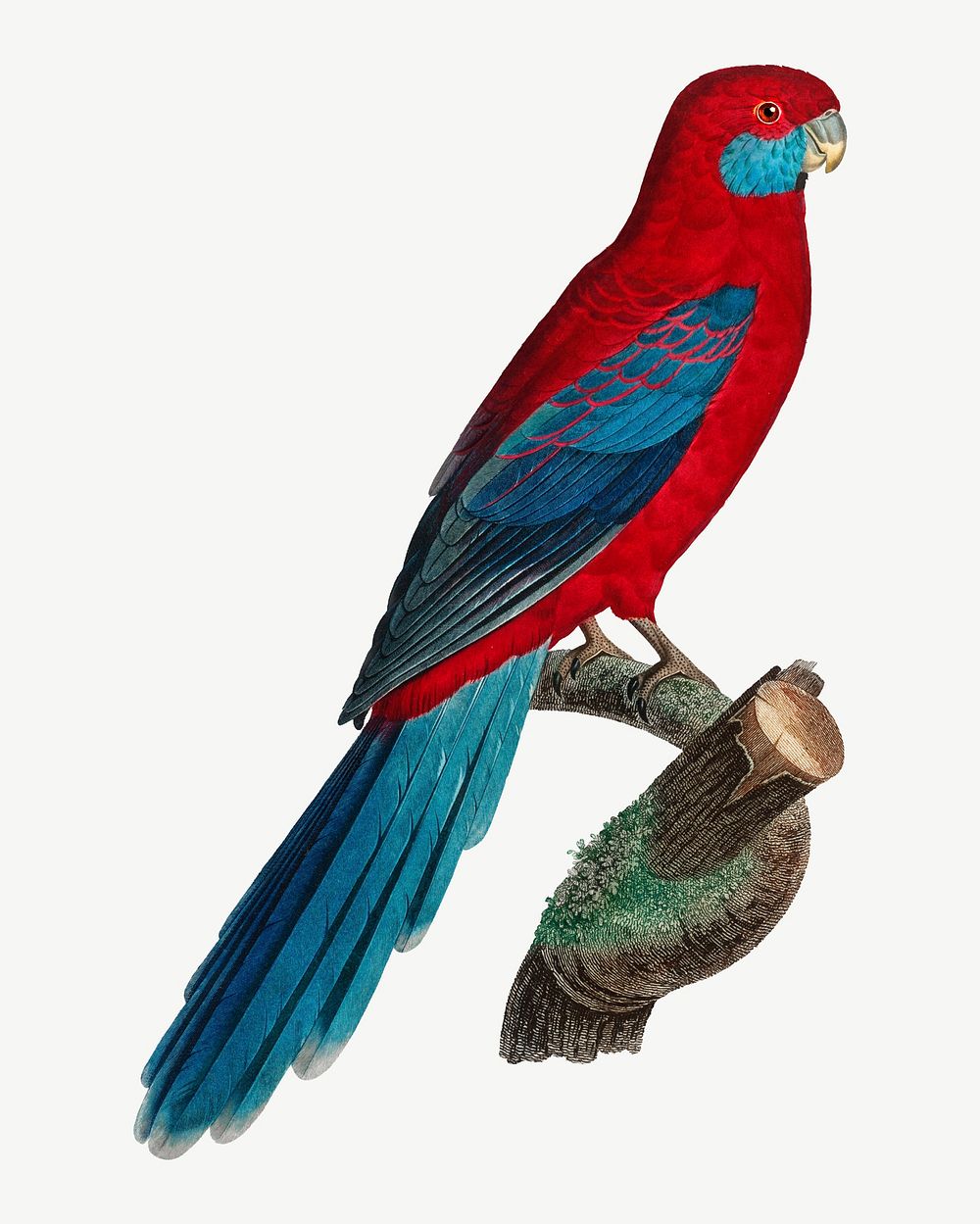 Crimson Rosella parrot bird, vintage animal collage element psd
