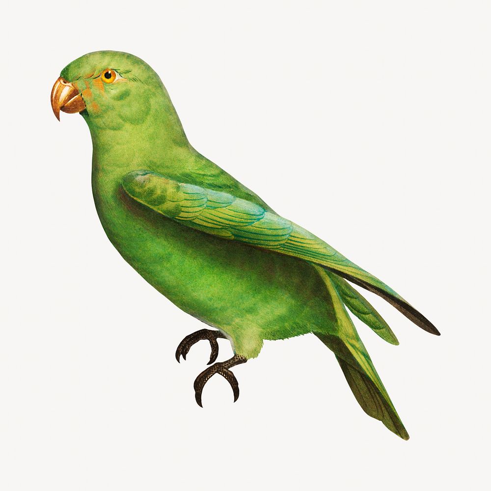 Red-Cheeked parrot bird, vintage animal illustration