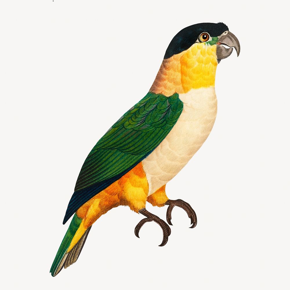Black-Headed parrot bird, vintage animal illustration