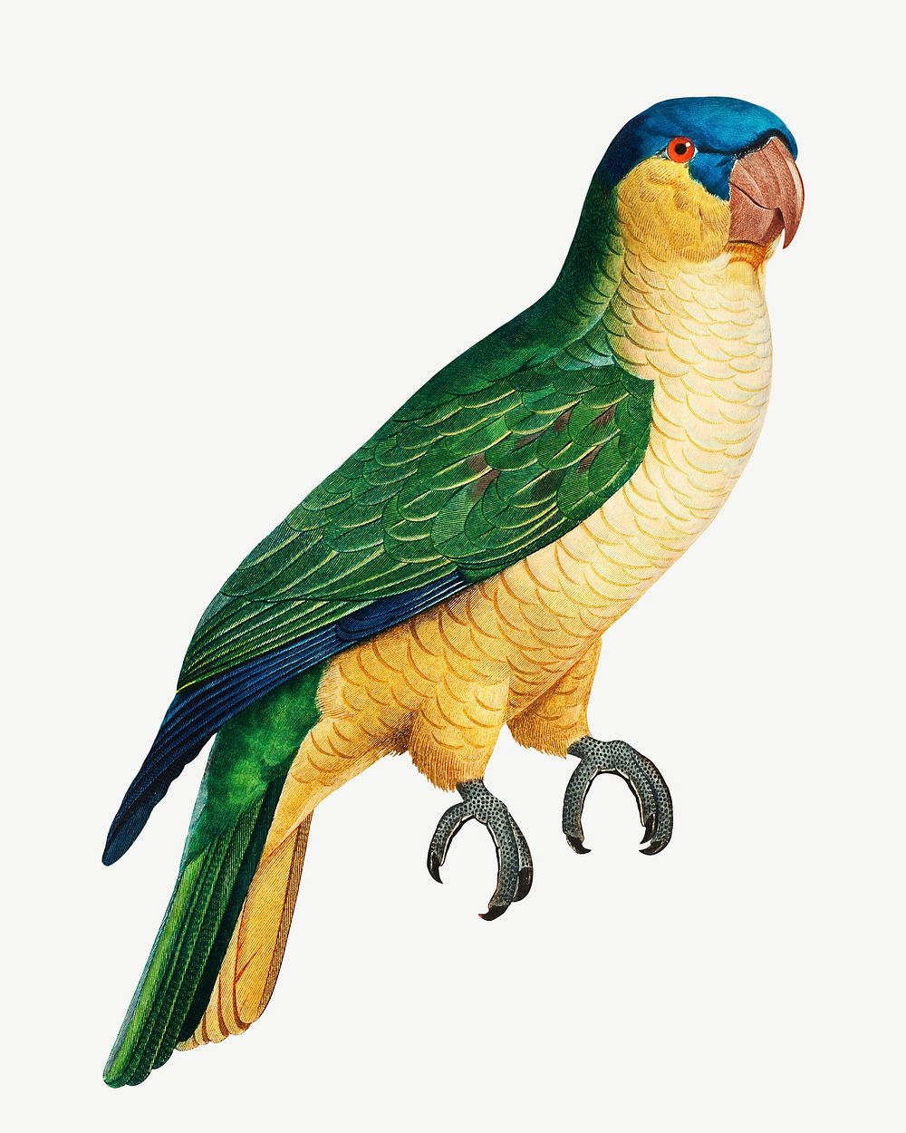Black-lored parrot bird, vintage animal collage element psd