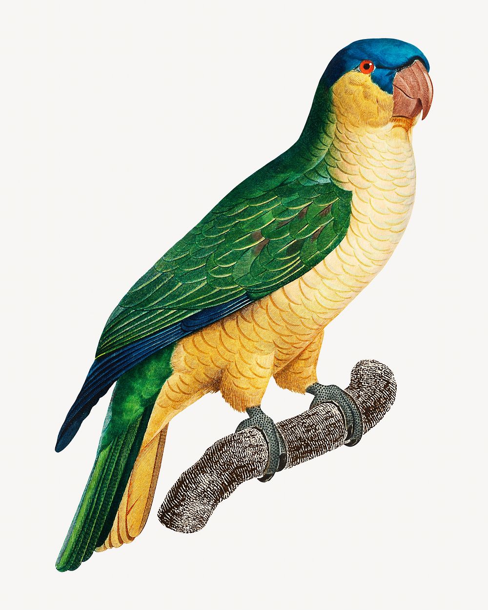 Black-lored parrot bird, vintage animal illustration