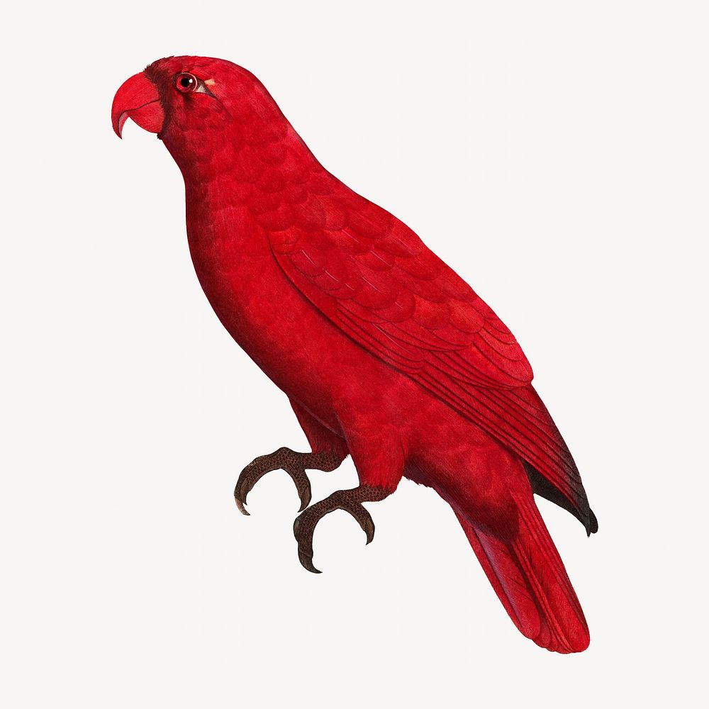 Cardinal Lory parrot bird, vintage animal illustration