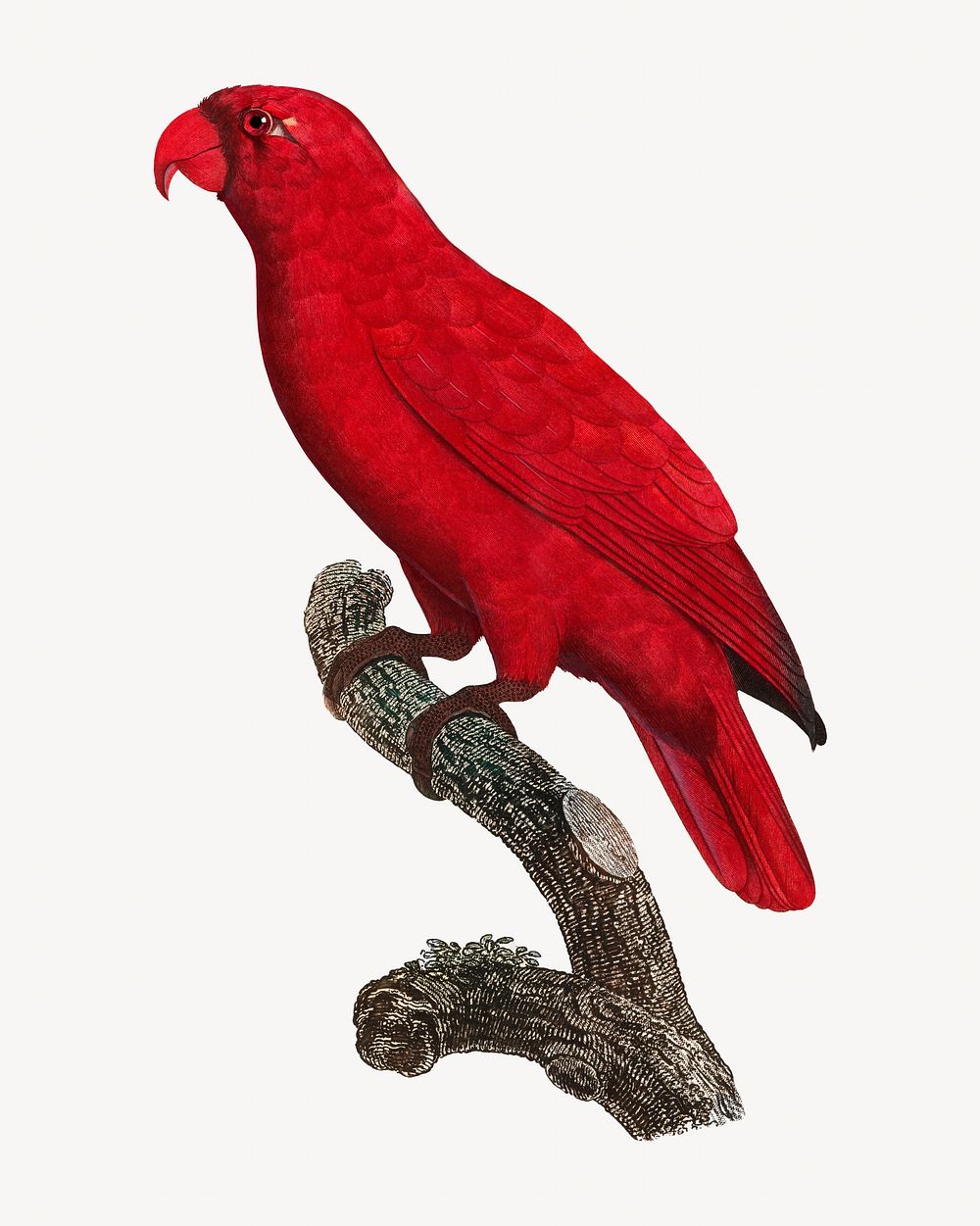 Cardinal Lory parrot bird, vintage animal illustration