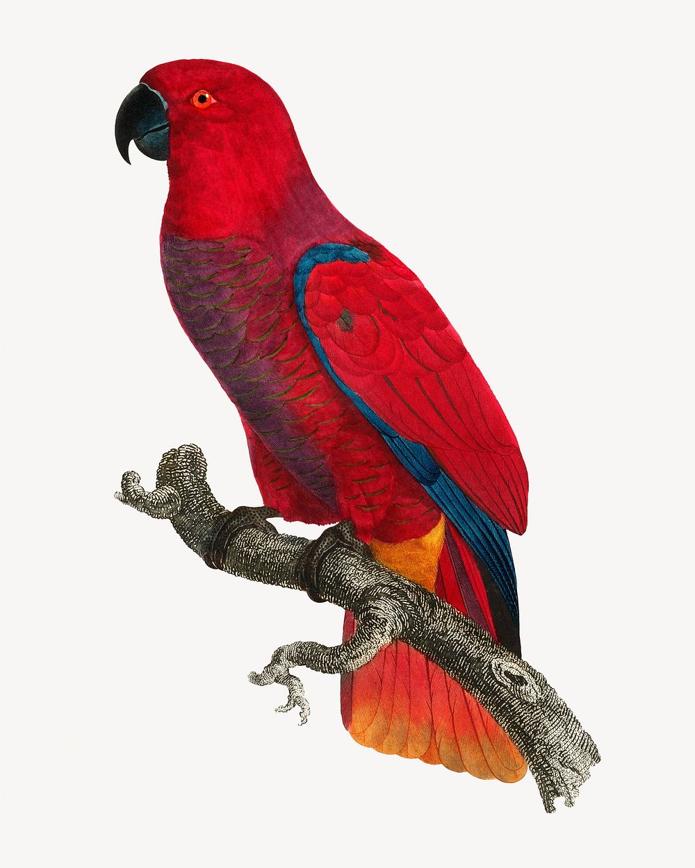 Eclectus parrot bird, vintage animal illustration