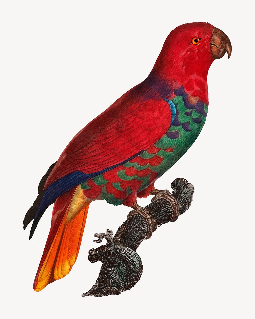 Eclectus parrot bird, vintage animal illustration